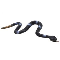 Іграшка змія Y16 брязкальце, 25 см (Чорний) 21301992 фото