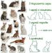 Набор магнитов Magdum "Породы кошек" ML4031-13 EN 21304162 фото 7