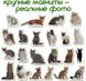 Набор магнитов Magdum "Породы кошек" ML4031-13 EN 21304162 фото 5