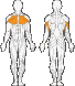 Жим горизонтальный (мышцы груди) 1700185 фото 2