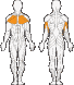 Жим горизонтальный (мышцы груди) 1700140 фото 2